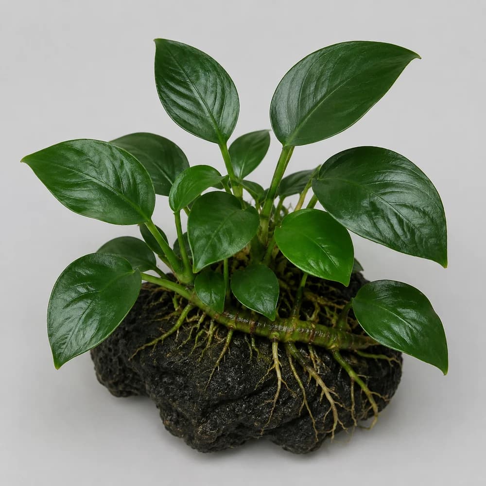 AI-generated illustration of Dwarf Anubias, not a photograph of sale stock