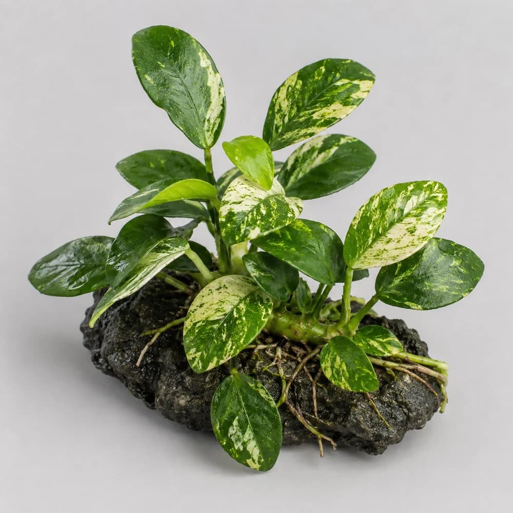 AI-generated illustration of Pinto Anubias, not a photograph of sale stock